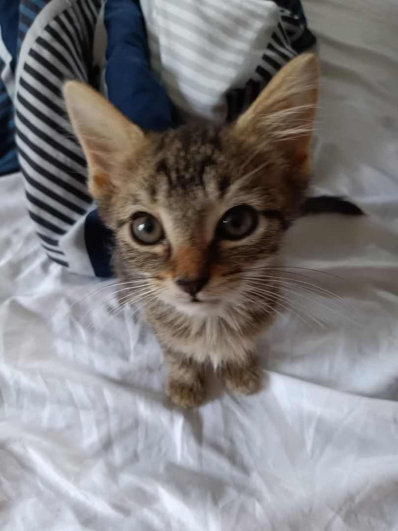 Kitten 1 - RICHMOND, IN, Adoptable, Young Female Tabby.