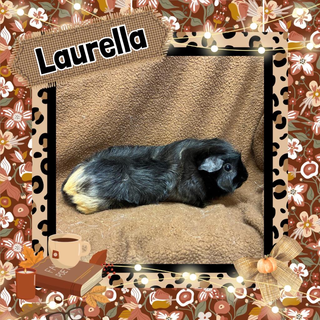 Enlarge Laurella, a Adoptable Guinea Pig in Elizabethtown, KY image 1/1