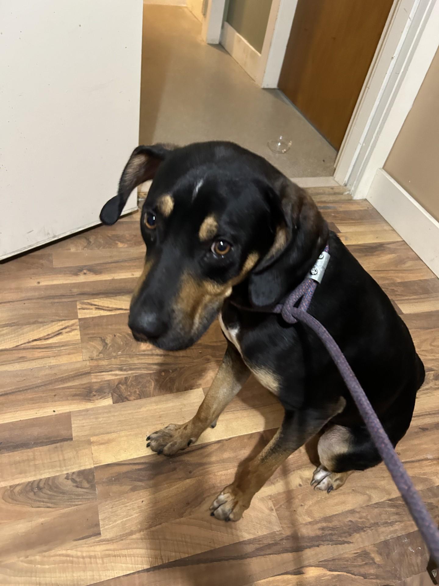 Chuck, ADOPTABLE, Adult Male Hound.