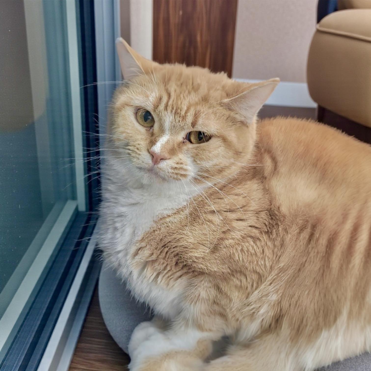 Harrison, Adoptable, Young Male Domestic Short Hair.