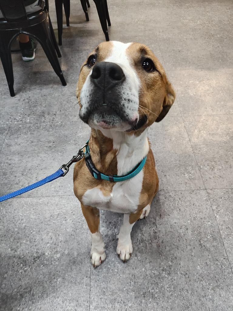 Enlarge Chic, a Adoptable mixed breed in Sorrento, LA image 1/6