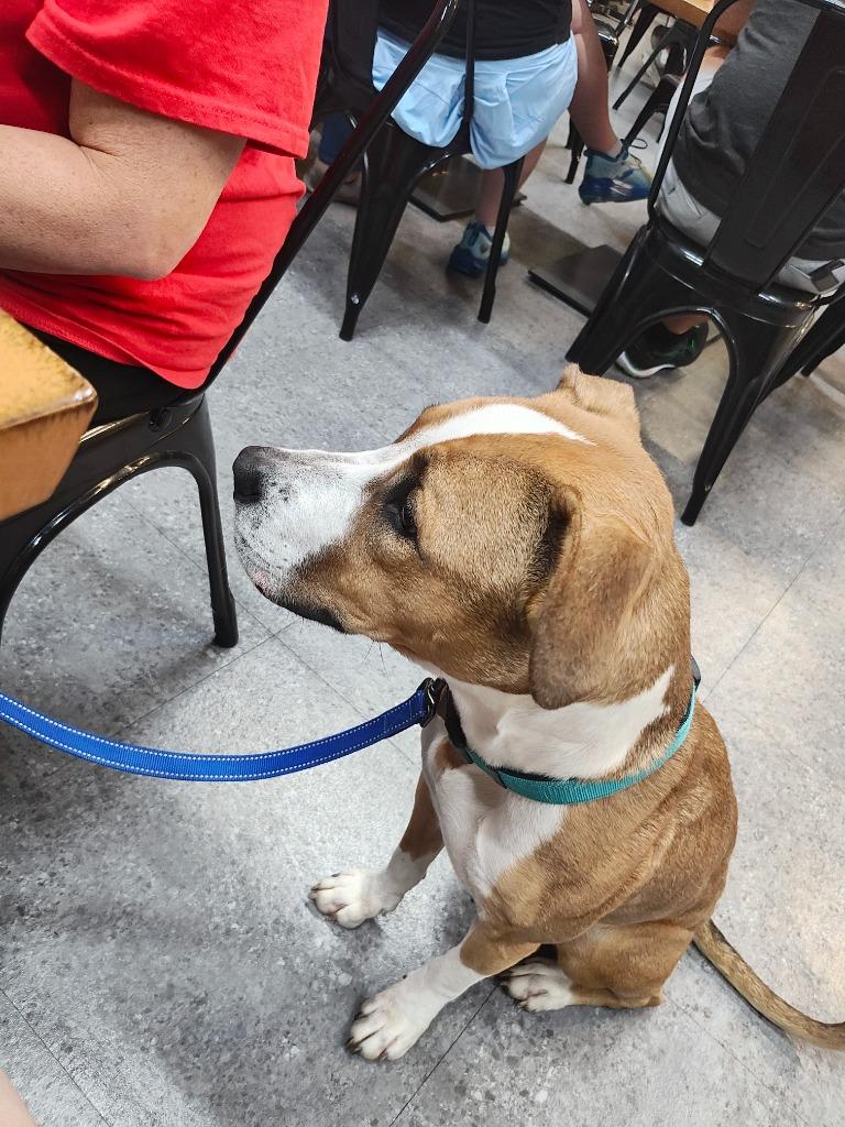 Enlarge Chic, a Adoptable mixed breed in Sorrento, LA image 2/6