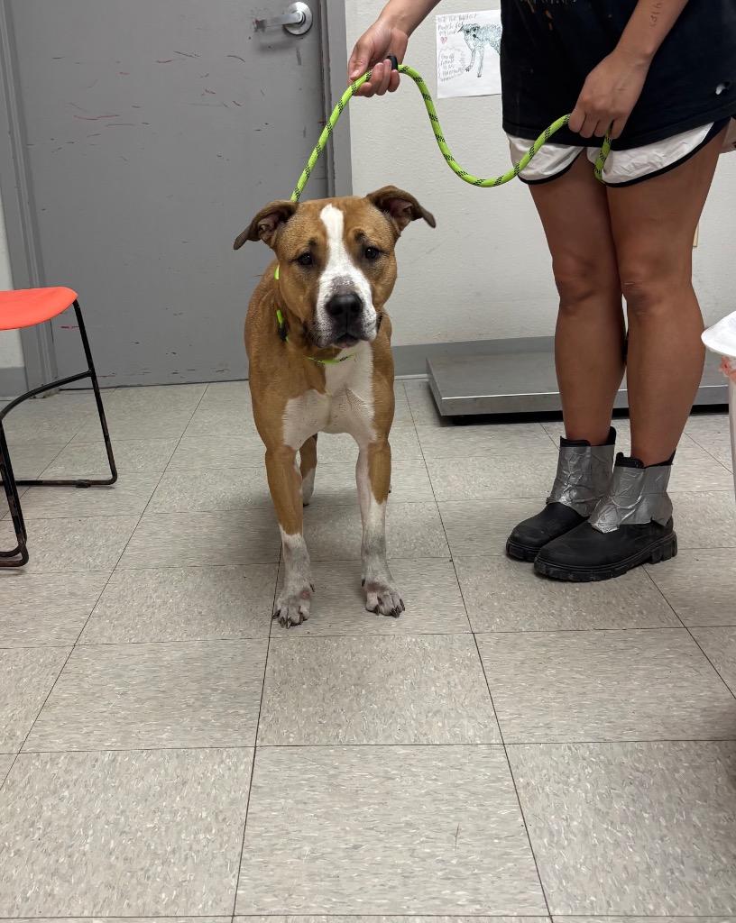 Enlarge Chic, a Adoptable mixed breed in Sorrento, LA image 3/6