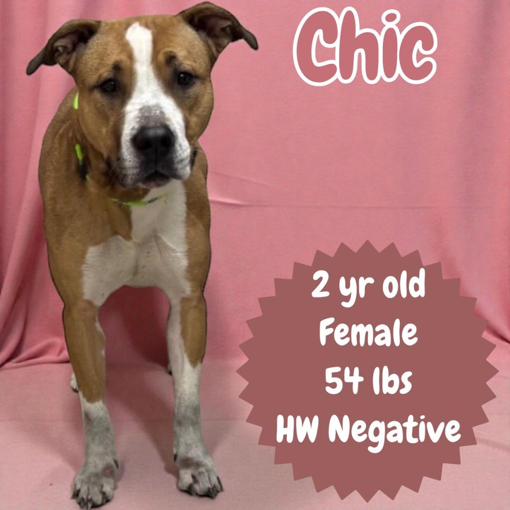 Enlarge Chic, a Adoptable mixed breed in Sorrento, LA image 4/6