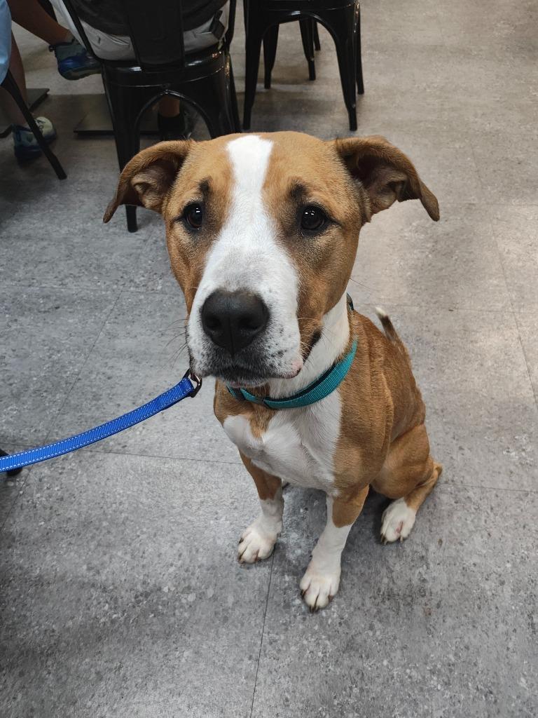 Enlarge Chic, a Adoptable mixed breed in Sorrento, LA image 5/6