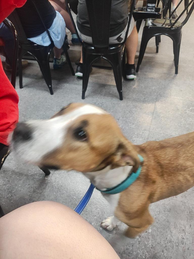 Enlarge Chic, a Adoptable mixed breed in Sorrento, LA image 6/6