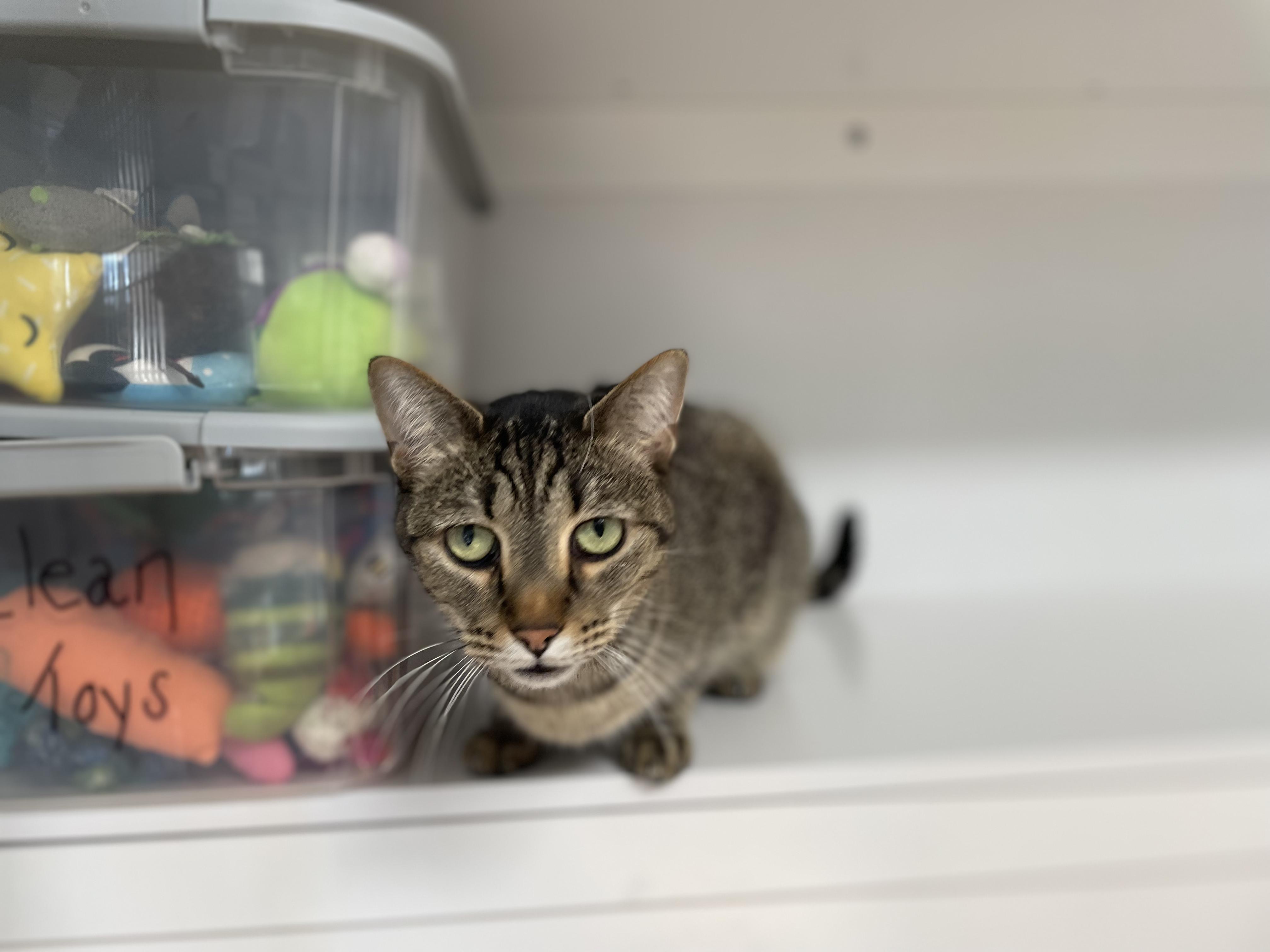 Moon, Adoptable, Adult Male Domestic Short Hair.