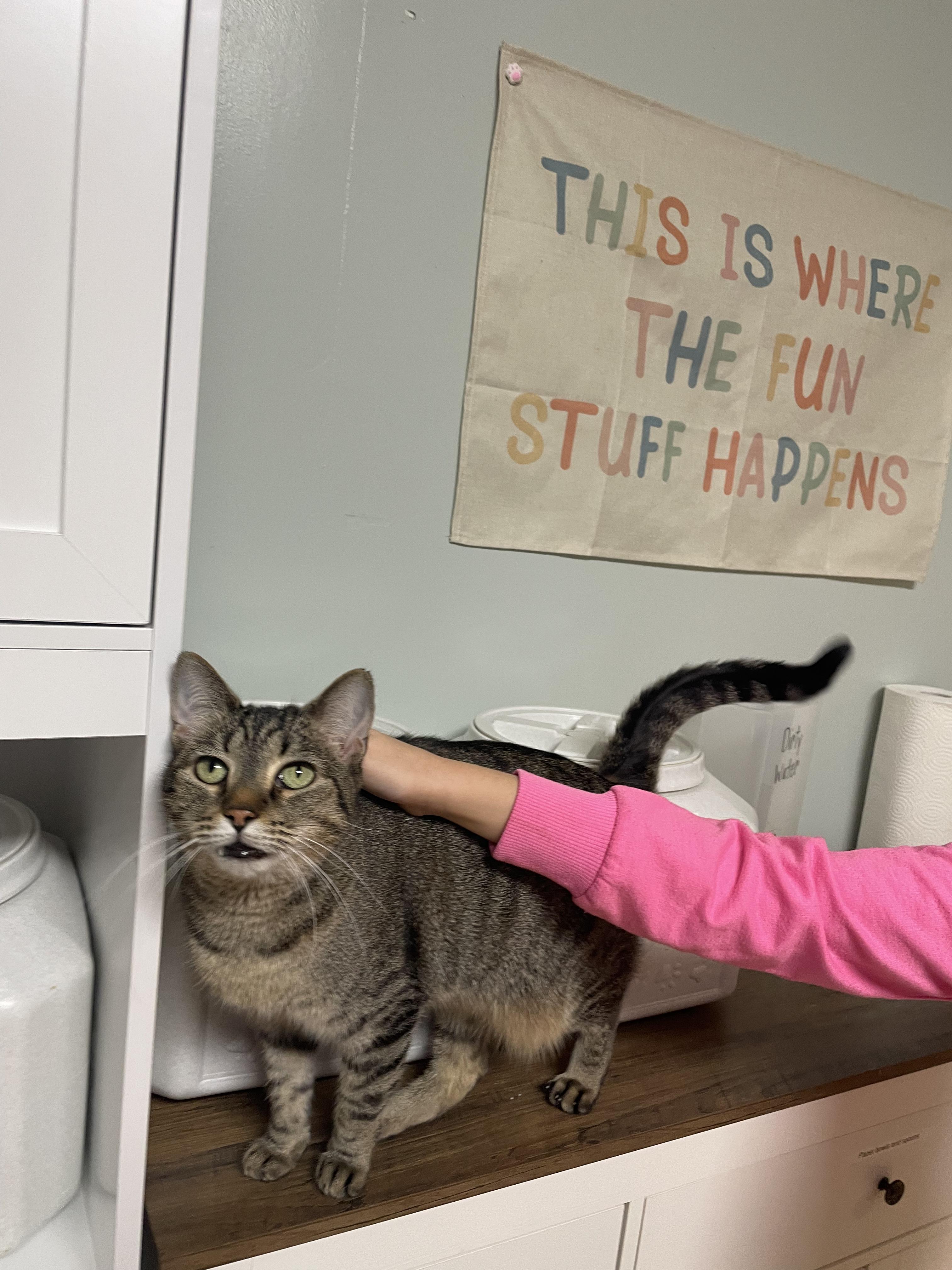 Enlarge Moon, a Adoptable Domestic Short Hair in Suffolk, VA image 1/1