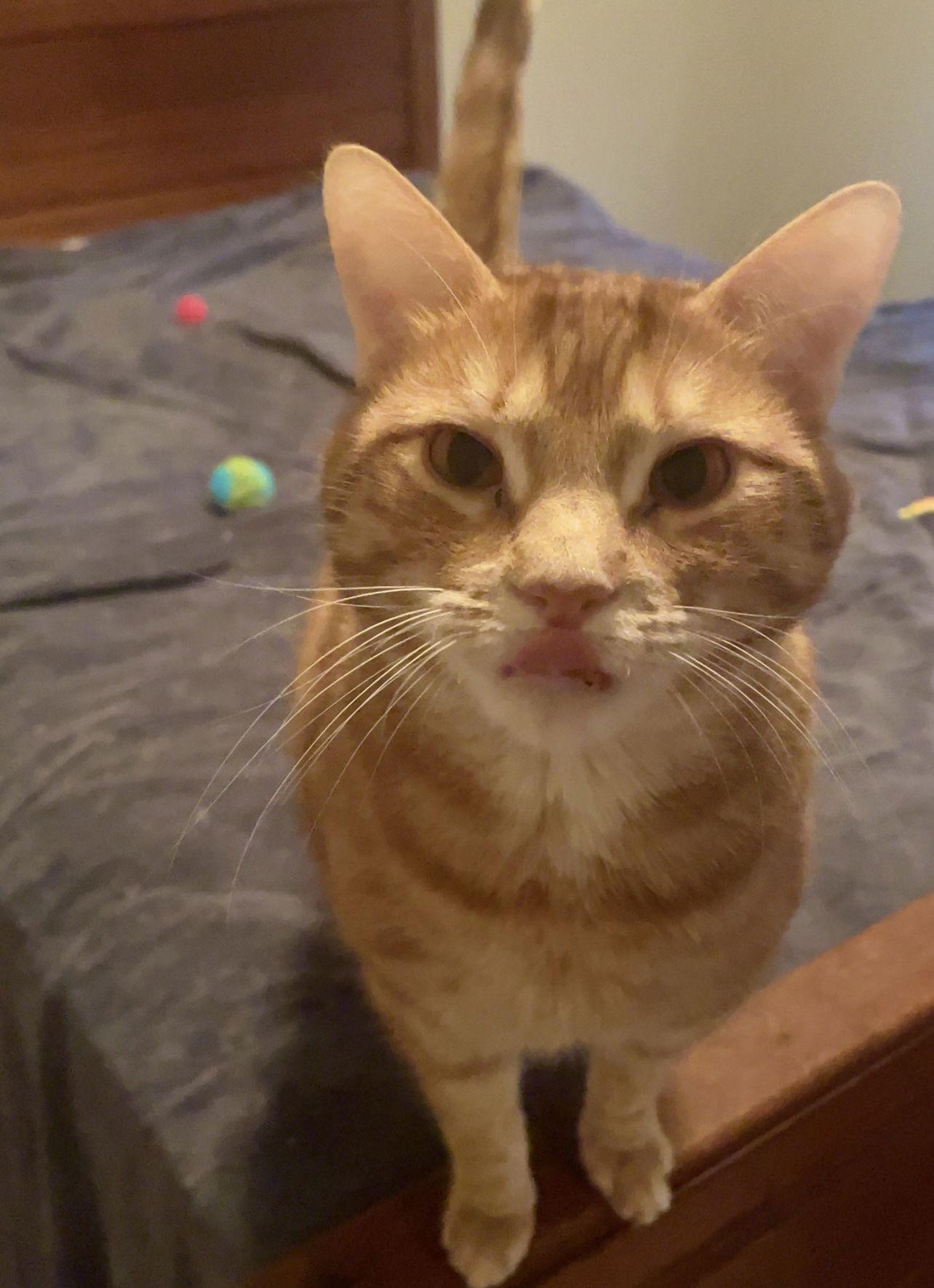 Ozzie, a Adoptable Tabby in Acworth, GA image 1/5