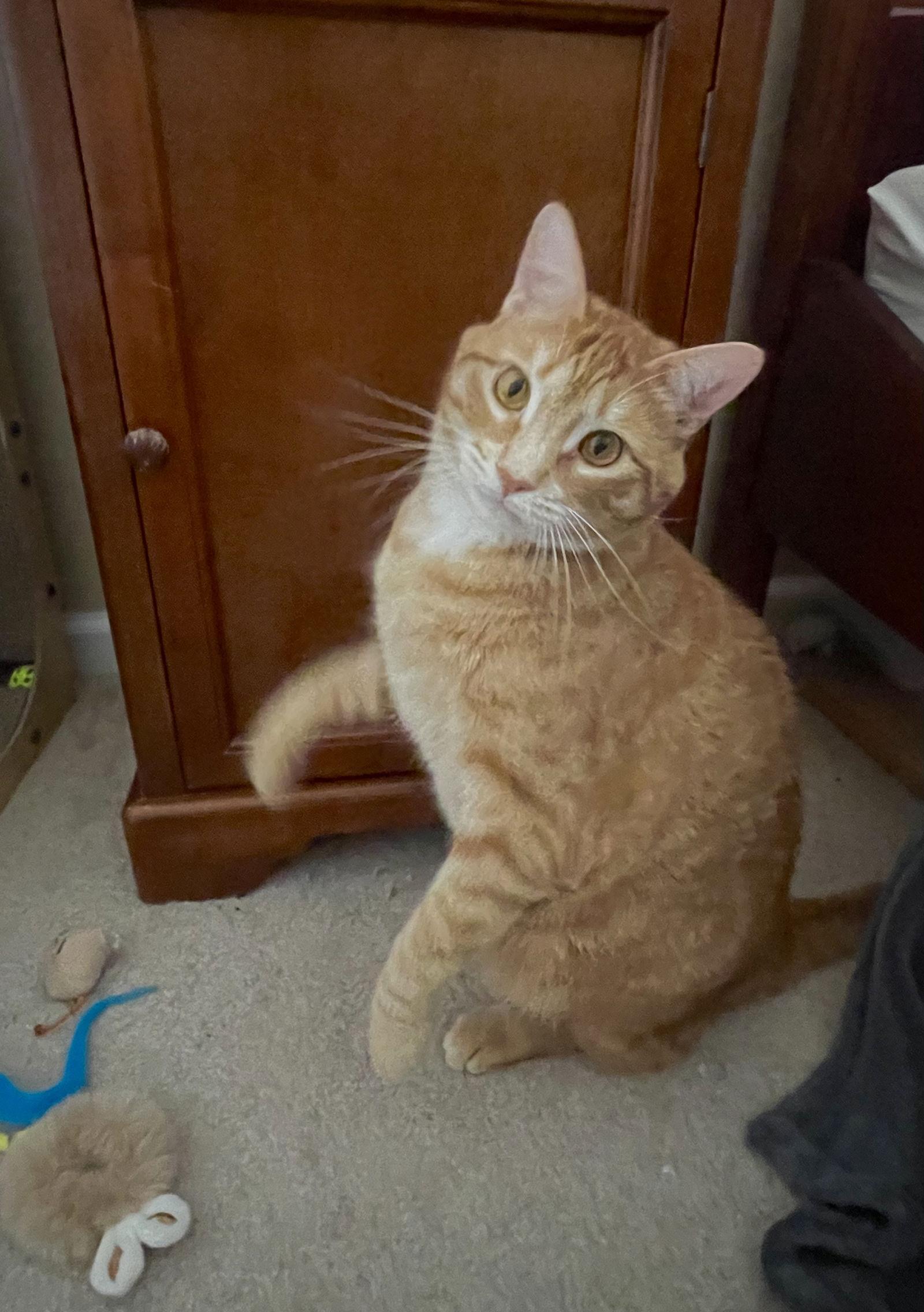Ozzie, Adoptable, Adult Male Tabby.