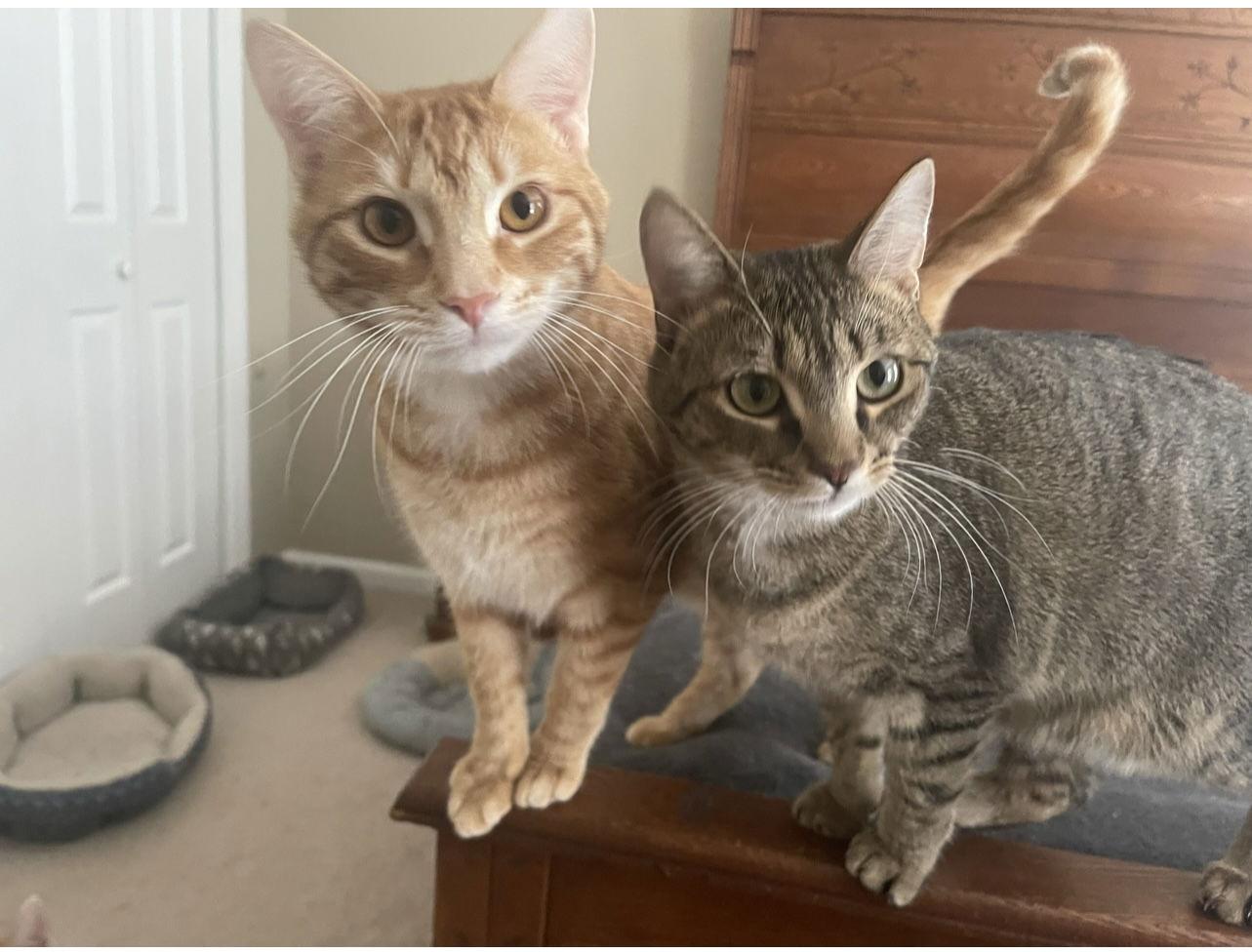 Ozzie, a Adoptable Tabby in Acworth, GA image 3/5