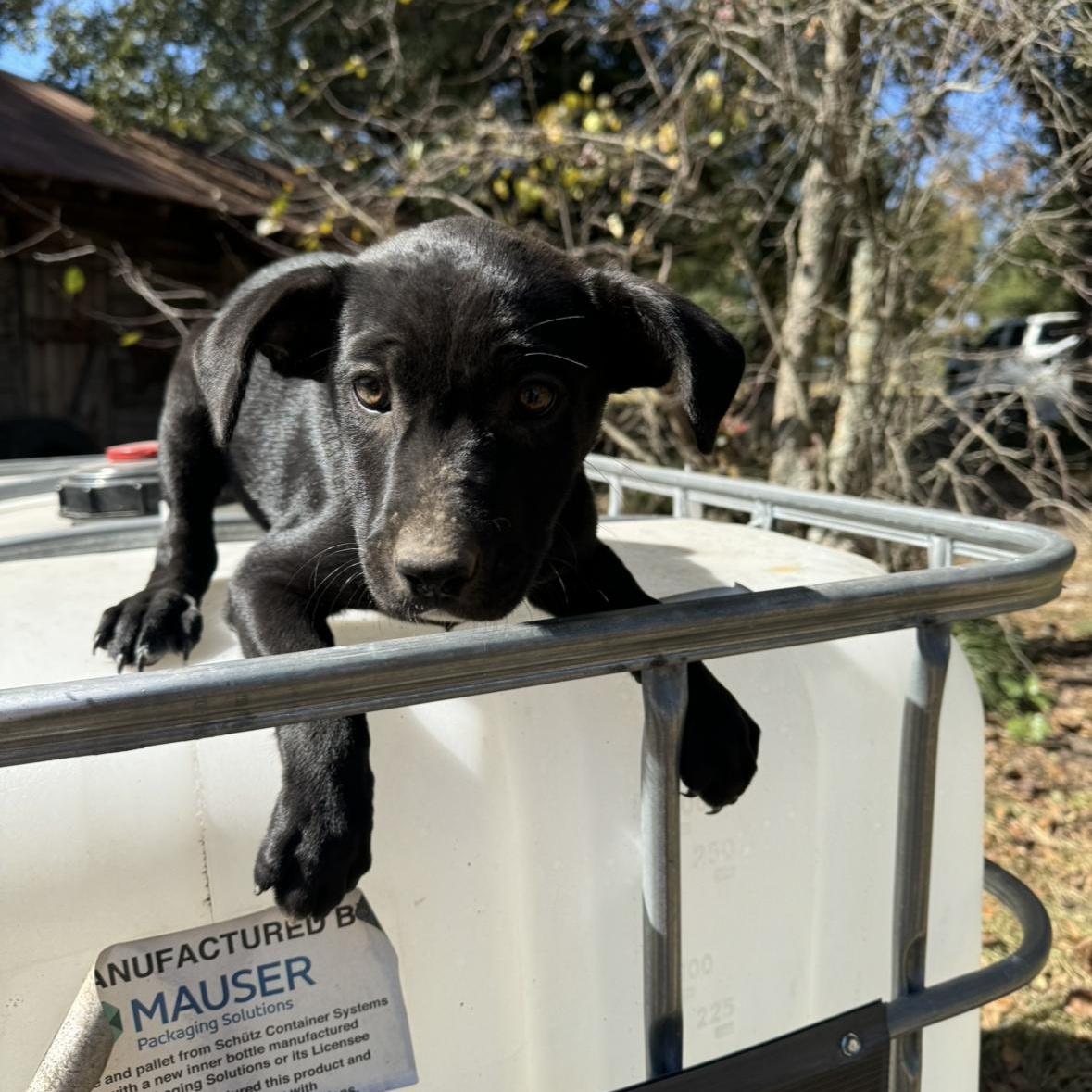 Dog for adoption Marla, a Black Labrador Retriever Mix in Green Bay
