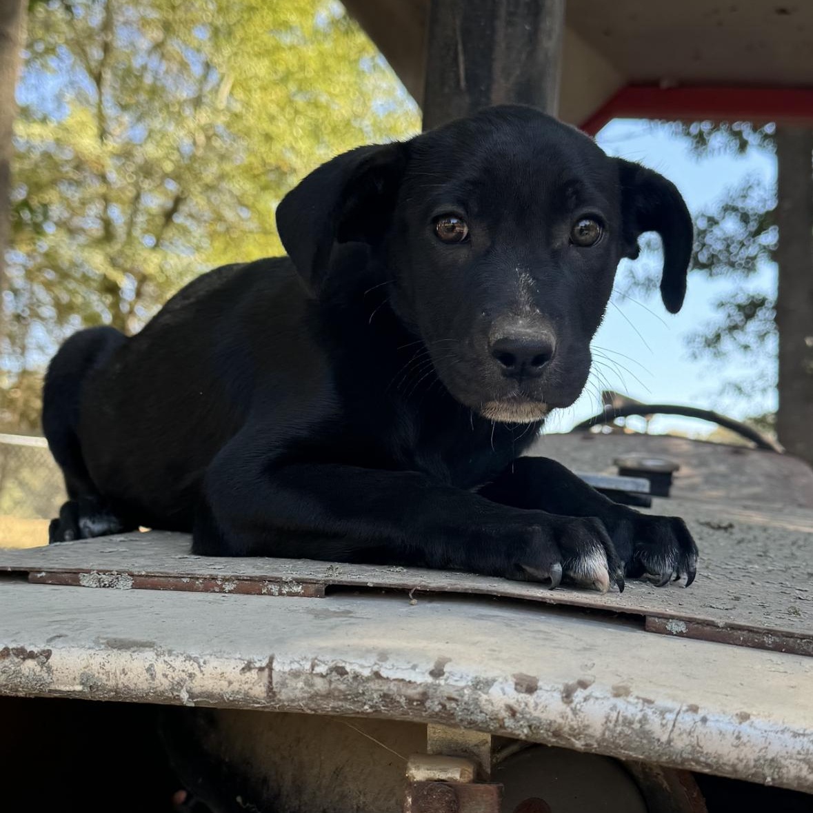 Dog for adoption Marla, a Black Labrador Retriever Mix in Green Bay