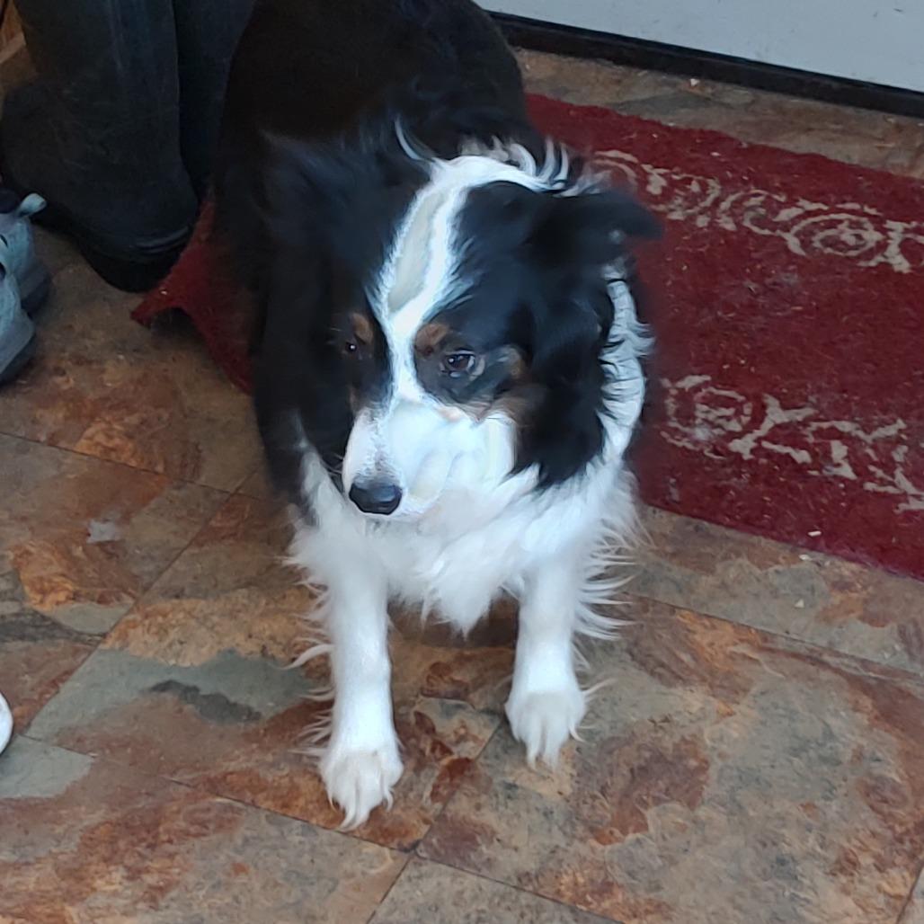 Enlarge Petra, a Adoptable Australian Shepherd in Ada, MN image 1/1