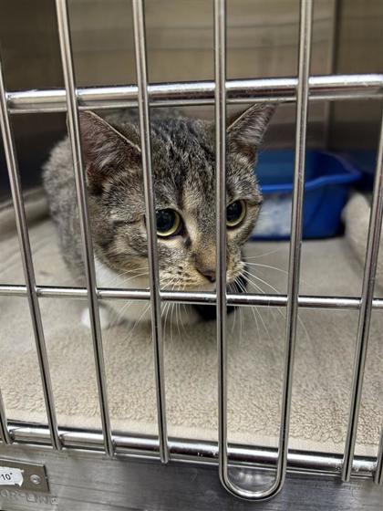 Enlarge Slipper, a Adoptable Domestic Short Hair in Chesapeake, VA image 1/3