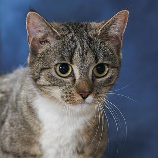 Enlarge Slipper, a Adoptable Domestic Short Hair in Chesapeake, VA image 2/3
