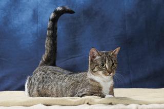 Slipper, Adoptable, Adult Female Domestic Short Hair & Domestic Short Hair.