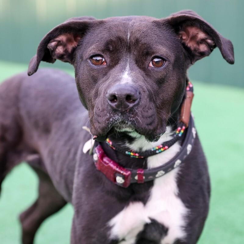 Enlarge Bitsy, a Adoptable Pit Bull Terrier in Roanoke, VA image 2/6
