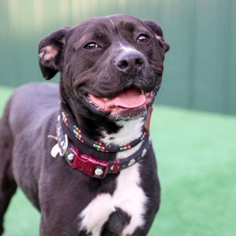 Enlarge Bitsy, a Adoptable Pit Bull Terrier in Roanoke, VA image 3/6