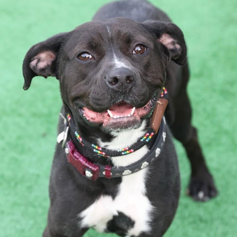 Enlarge Bitsy, a Adoptable Pit Bull Terrier in Roanoke, VA image 4/6