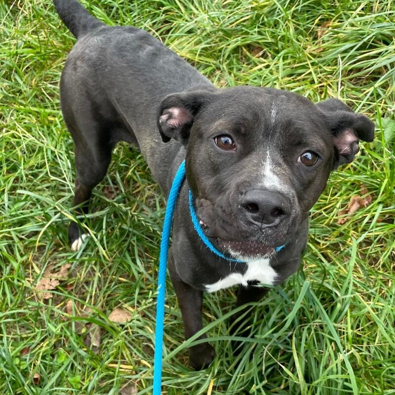Enlarge Bitsy, a Adoptable Pit Bull Terrier in Roanoke, VA image 5/6