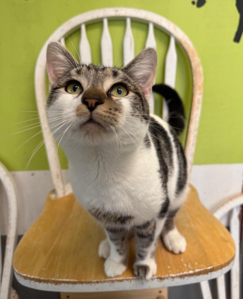 Enlarge George, a Adopted mixed breed in Lemoore, CA image 1/2