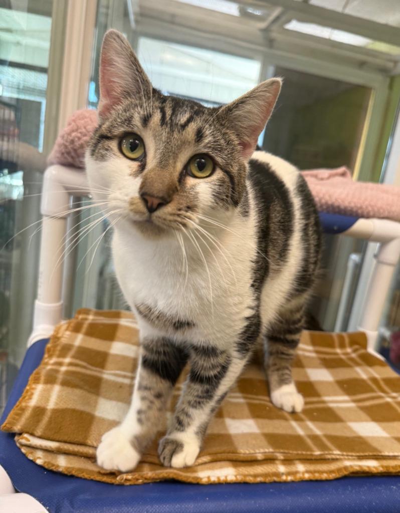 Enlarge George, a Adopted mixed breed in Lemoore, CA image 2/2