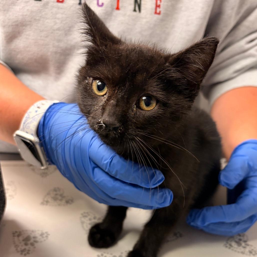 Indigo, Adoptable, Kitten Male Domestic Short Hair.