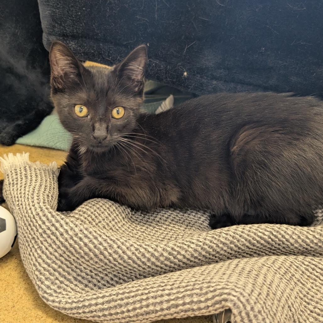 Indigo, a Adoptable Domestic Short Hair in Birdsboro, PA image 2/2