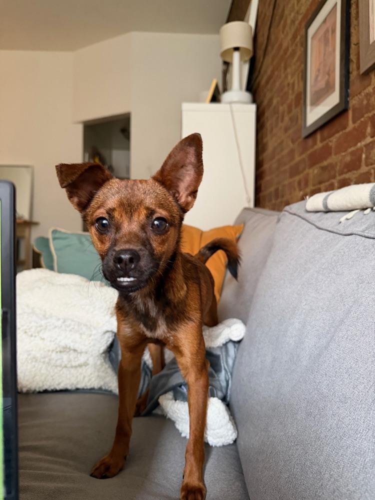 Enlarge Lizzy, a Adoptable mixed breed in Manhattan, NY image 1/3