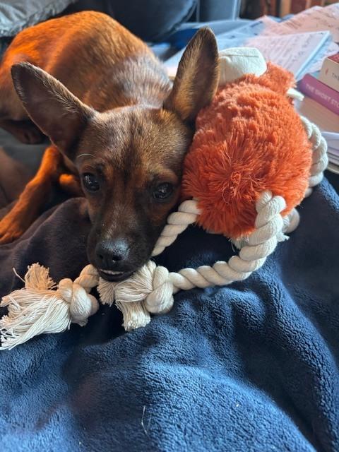 Lizzy, Adoptable, Young Female Chihuahua & Terrier.