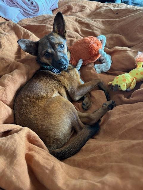 Enlarge Lizzy, a Adoptable mixed breed in Manhattan, NY image 2/2