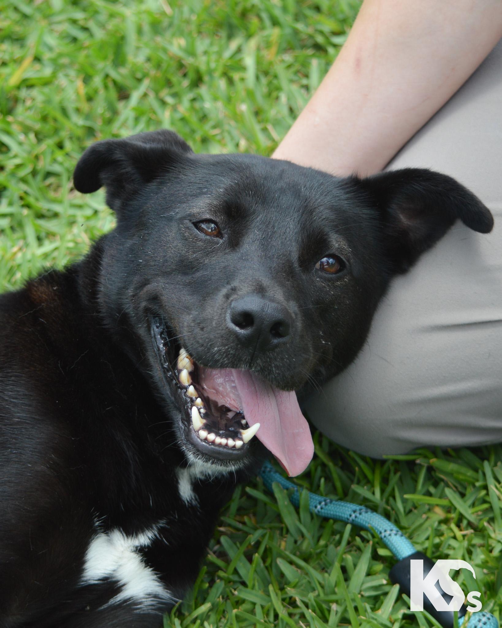 Jewl, adopted, Young Female Black Labrador Retriever & American Staffordshire Terrier.