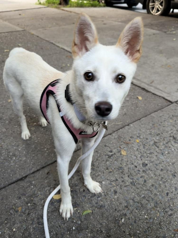Risha, Adoptable, Puppy Female Jindo.