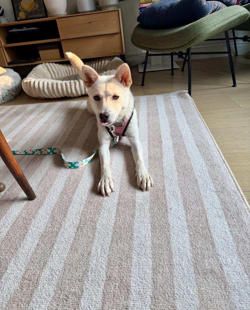 Risha, a Adoptable Jindo in Long Island City, NY image 2/6