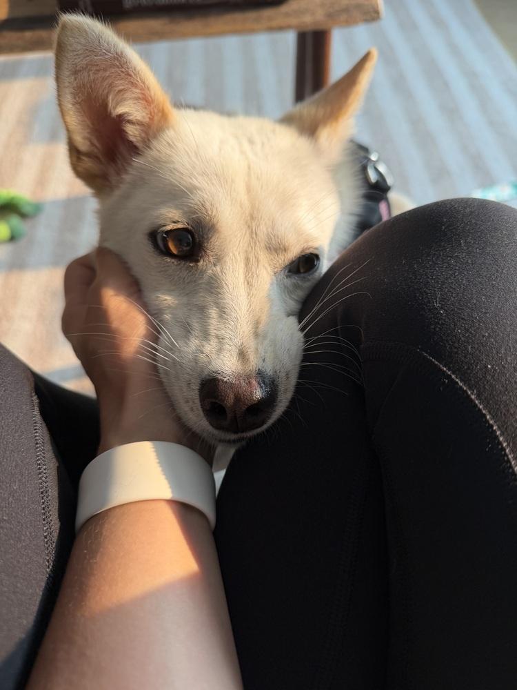 Risha, a Adoptable Jindo in Long Island City, NY image 3/6