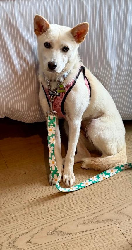 Risha, a Adoptable Jindo in Long Island City, NY image 4/6