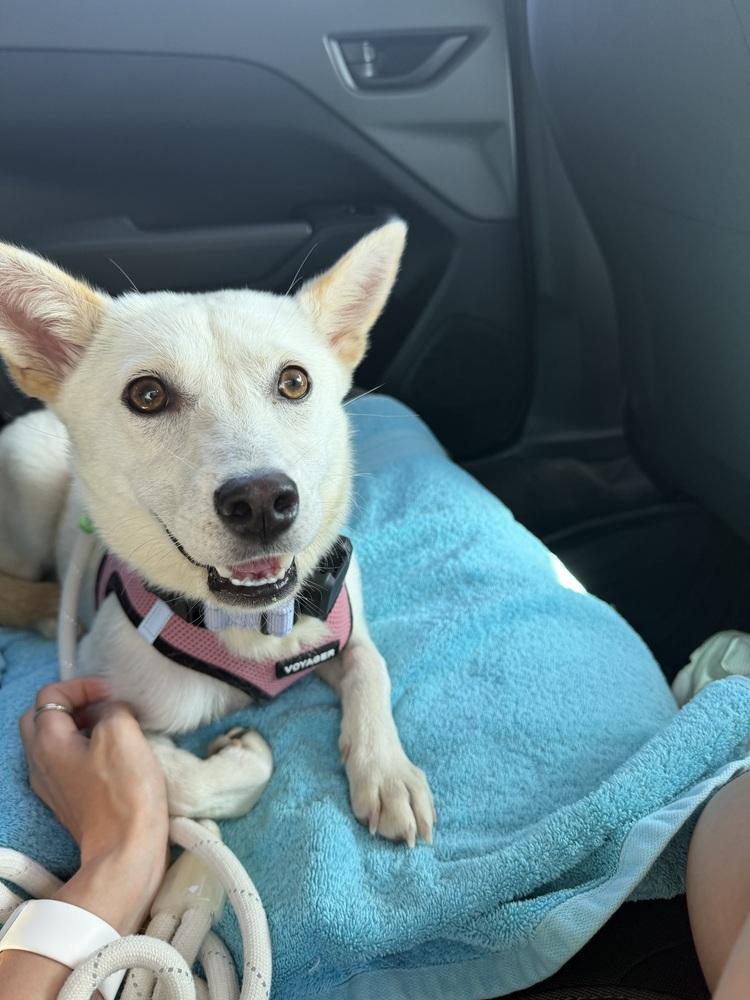 Risha, a Adoptable Jindo in Long Island City, NY image 5/6