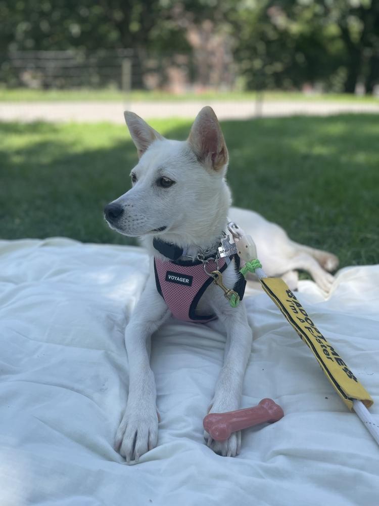 Risha, a Adoptable Jindo in Long Island City, NY image 6/6