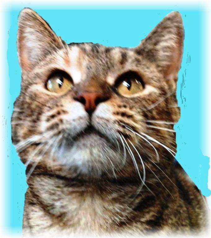Enlarge Elle, a Adoptable Domestic Short Hair in Princeton, IN image 2/2