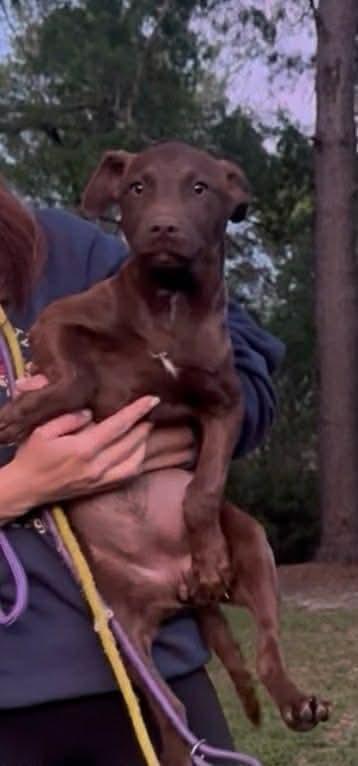 Joy, Adoptable, Puppy Female Carolina Dog & Labrador Retriever.