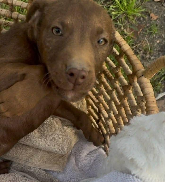 Enlarge Joy, a Adoptable mixed breed in Syracuse, NY image 2/6