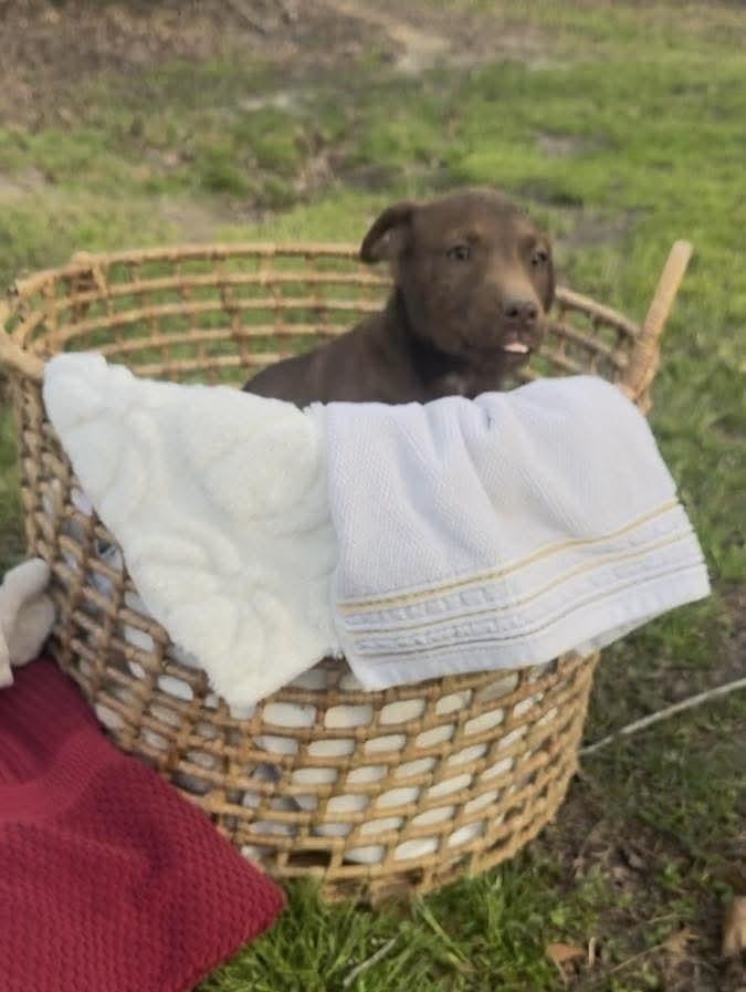 Enlarge Joy, a Adoptable mixed breed in Syracuse, NY image 3/6