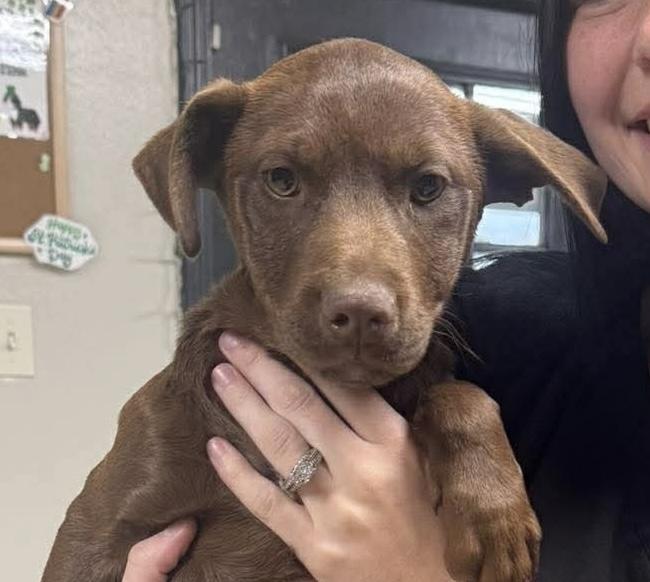 Enlarge Joy, a Adoptable mixed breed in Syracuse, NY image 4/6