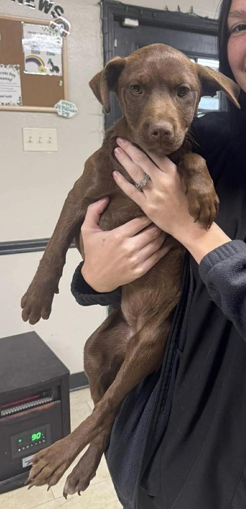 Enlarge Joy, a Adoptable mixed breed in Syracuse, NY image 5/6