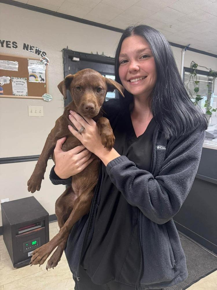 Enlarge Joy, a Adoptable mixed breed in Syracuse, NY image 6/6