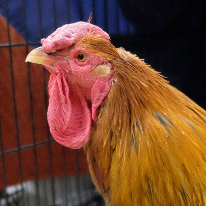 Enlarge Ferguson, a Adoptable Chicken in Ann Arbor, MI image 2/3