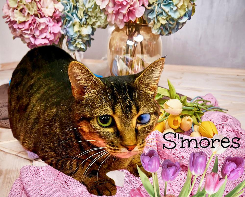 Enlarge S'mores, a Adoptable Tabby in Culpeper, VA image 1/1