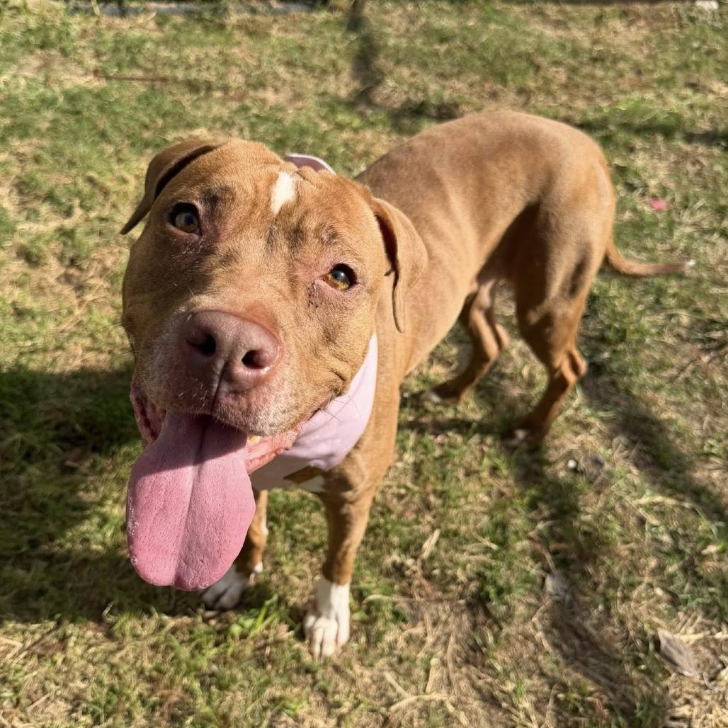 Ginger, Adoptable, Adult Female American Staffordshire Terrier.