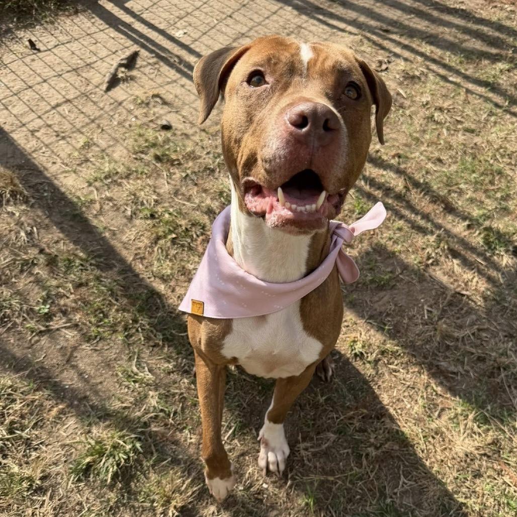 Enlarge Ginger, a Adoptable American Staffordshire Terrier in Pittsburgh, PA image 2/6